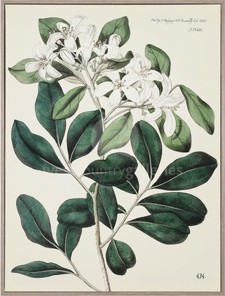 Image of Foliage and Blooms